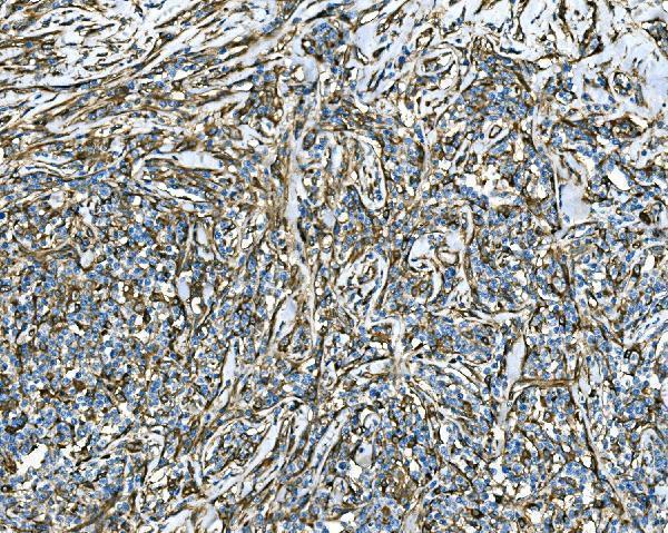 a04339 rab13 primary antibodies ihc testing 6_1