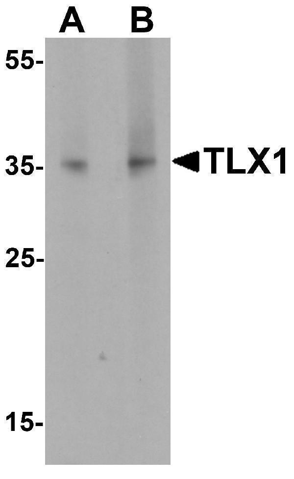 a04342 tlx1 primary antibodies wb testing 1