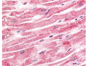 a04343 spry4 primary antibodies ihc testing 1