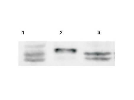 a04343 spry4 primary antibodies wb testing 4