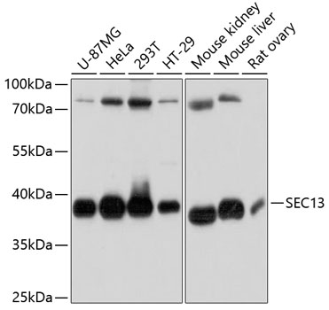 Western blot analysis of extracts of various cell lines, using SEC13 antibody  at 1:3000 dilution