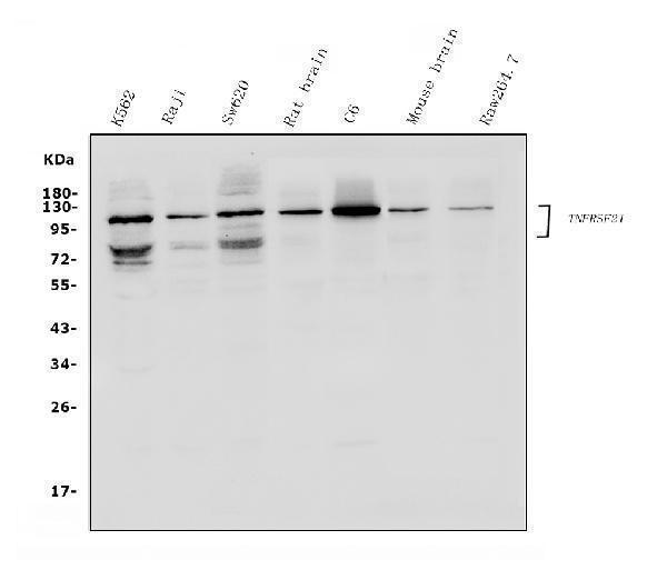 a04348 2 dr6 primary antibodies wb testing 1