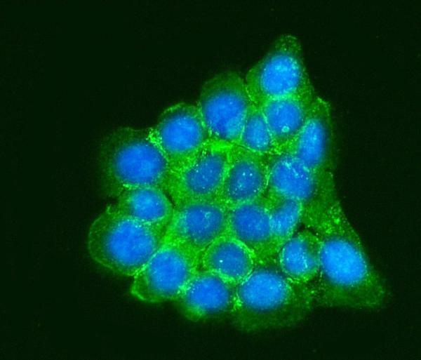  IF analysis of RPLP0 using anti-RPLP0 antibody (A04349-1)