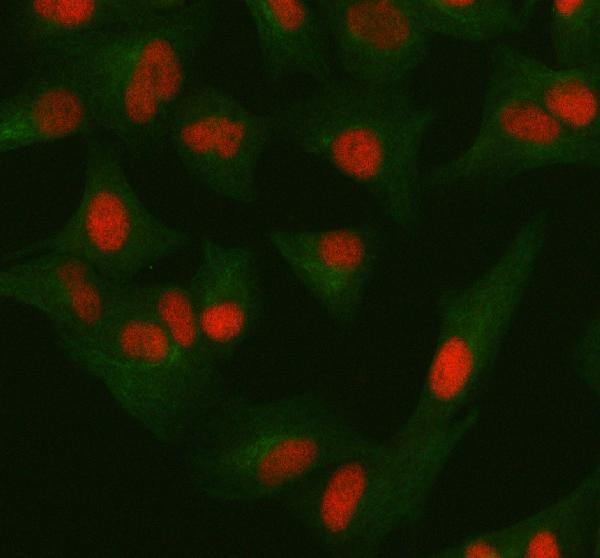 a04350 1 orc2 primary antibodies if testing 7