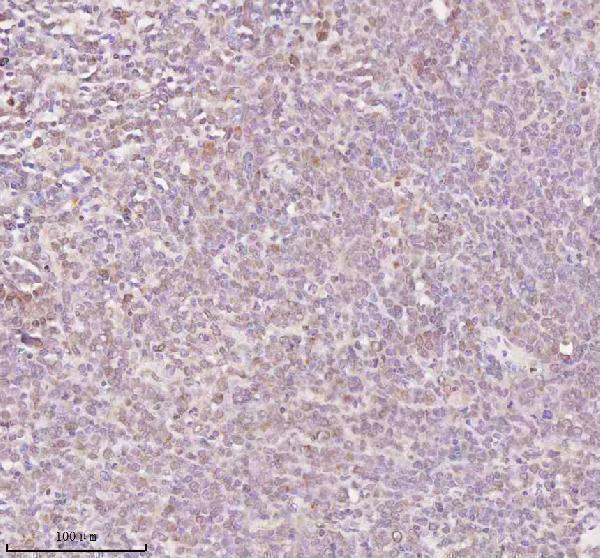 a04350 1 orc2 primary antibodies ihc testing 4