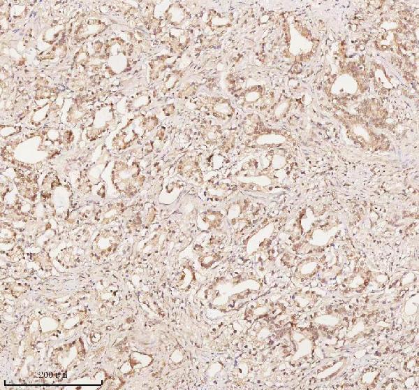 a04350 1 orc2 primary antibodies ihc testing 5