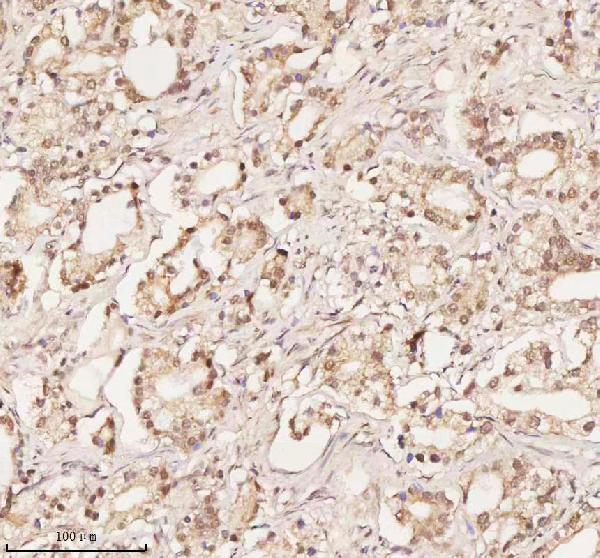 a04350 1 orc2 primary antibodies ihc testing 6