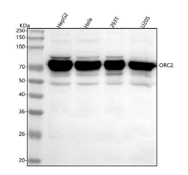  Western blot analysis of ORC2 using anti-ORC2 antibody (A04350-1)