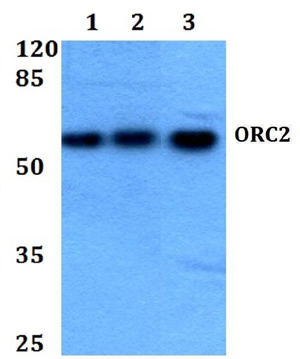 a04350 orc2 primary antiboties wb testing 1