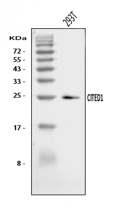  Western blot analysis of CITED1 using anti-CITED1 antibody (A04351-1)