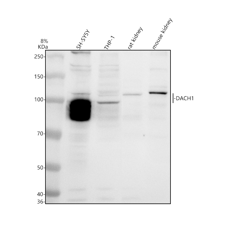 a04359 3 dach1 primary antibodies wb testing 1