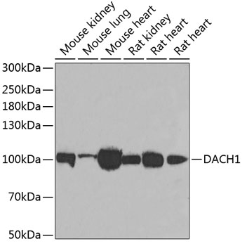 a04359 dach1 primary antiboties wb testing 1