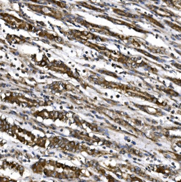 a04360 2 cisd1 primary antibodies ihc testing 4