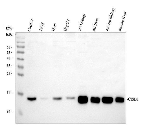 a04360 2 cisd1 primary antibodies wb testing 1_1