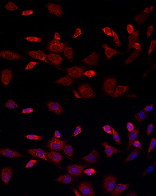 a04360 cisd1 primary antiboties if testing 2