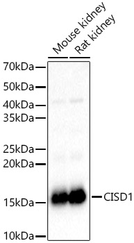 a04360 cisd1 primary antiboties wb testing 1