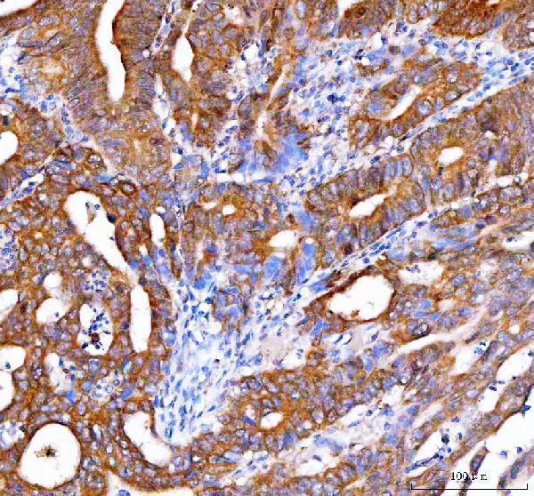 a04361 1 otub1 primary antibodies ihc testing 4