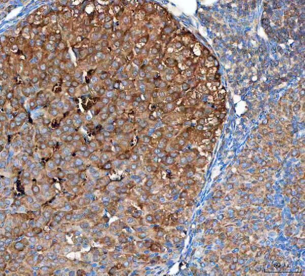a04361 1 otub1 primary antibodies ihc testing 5