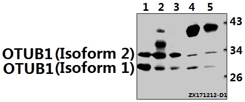a04361 otub1 primary antiboties wb testing 1