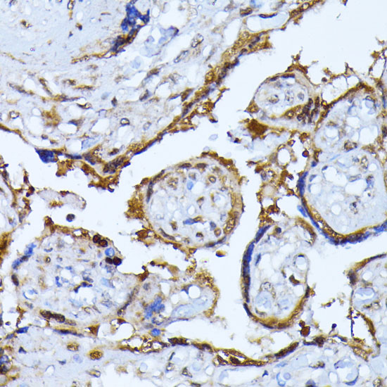 a04363 rps27a primary antiboties ihc testing 3