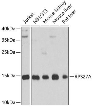a04363 rps27a primary antiboties wb testing 1
