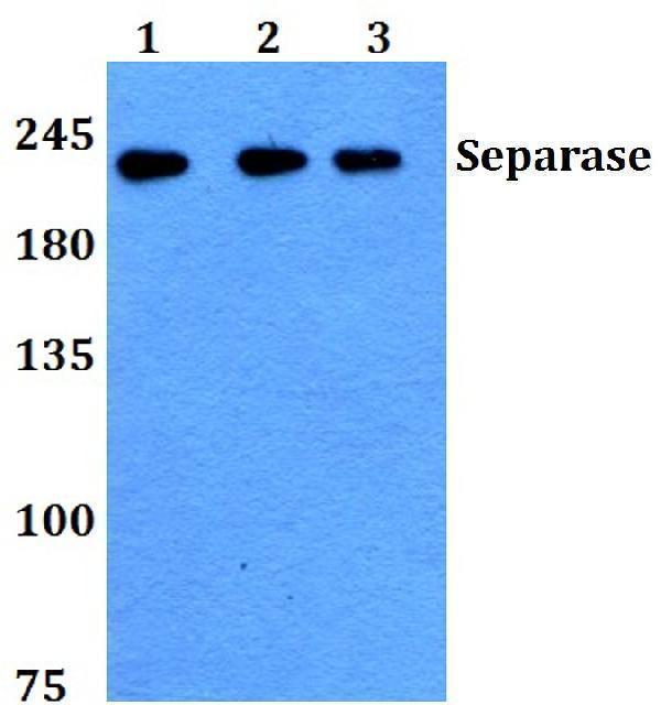 a04364 1 espl1 primary antiboties wb testing 1