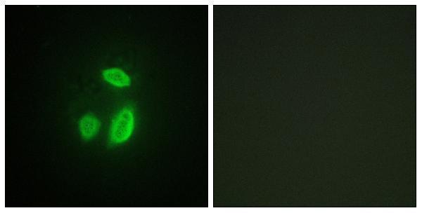 a04364 espl1 primary antibodies if testing 1