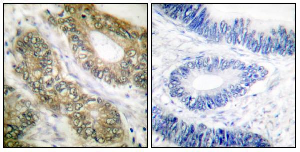 a04364 espl1 primary antibodies ihc testing 3