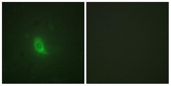 a04364s801 espl1 primary antibodies if testing 5