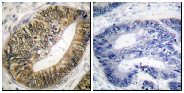 a04364s801 espl1 primary antibodies ihc testing 4