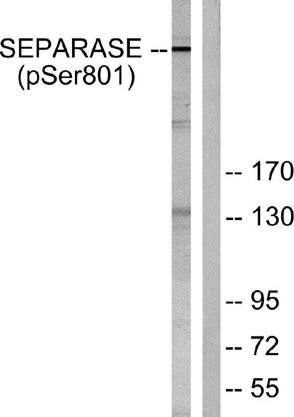 a04364s801 espl1 primary antibodies wb testing 3