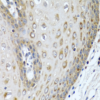Immunofluorescence analysis of human liver cells using LRG1 Rabbit pAb  at dilution of 1:100 