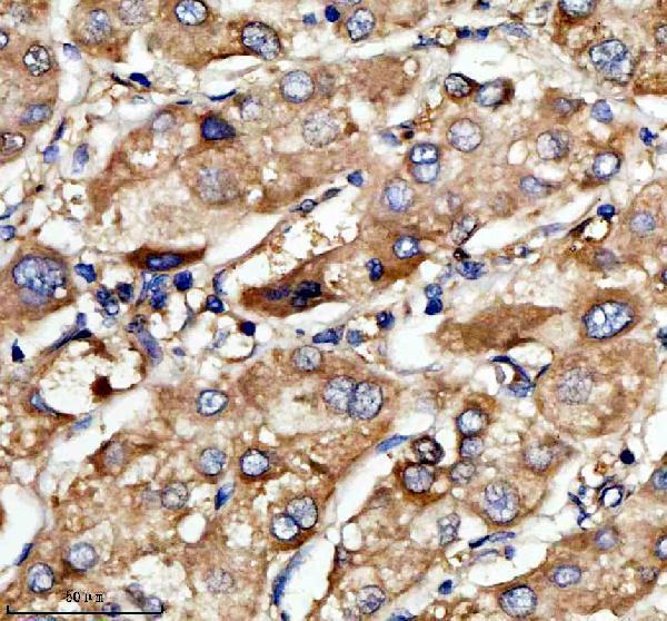 a04365 3 lrg1 primary antibodies ihc testing 1