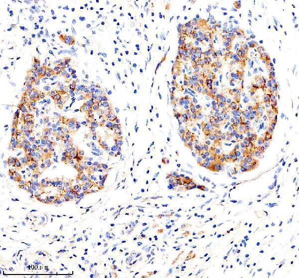  IHC analysis of LRG1 using anti-LRG1 antibody (A04365-3)