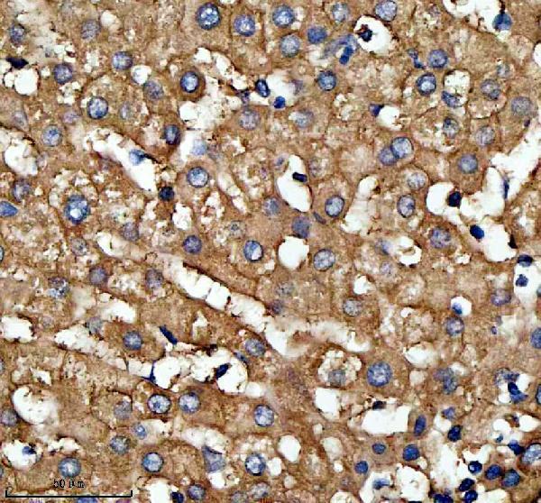 a04365 3 lrg1 primary antibodies ihc testing 2_1