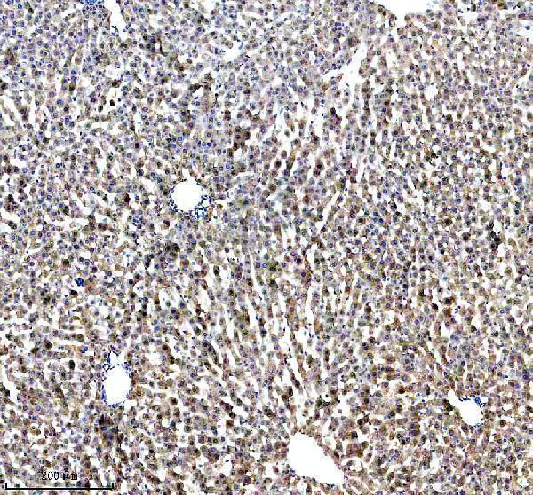  IHC analysis of LRG1 using anti-LRG1 antibody (A04365-3)