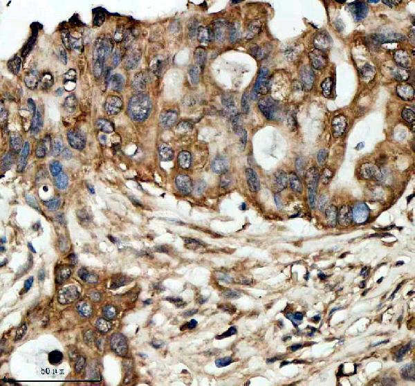 a04365 3 lrg1 primary antibodies ihc testing 3_1