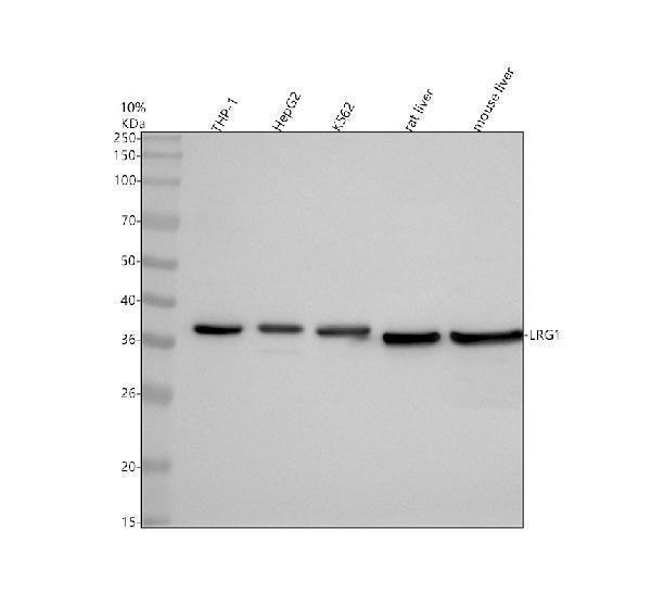 a04365 3 lrg1 primary antibodies wb testing 1_1