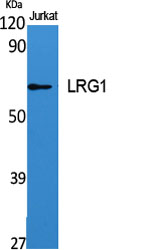 Western Blot analysis of various cells using LRG1 Polyclonal Antibody