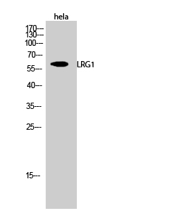 Western Blot analysis of hela cells using LRG1 Polyclonal Antibody