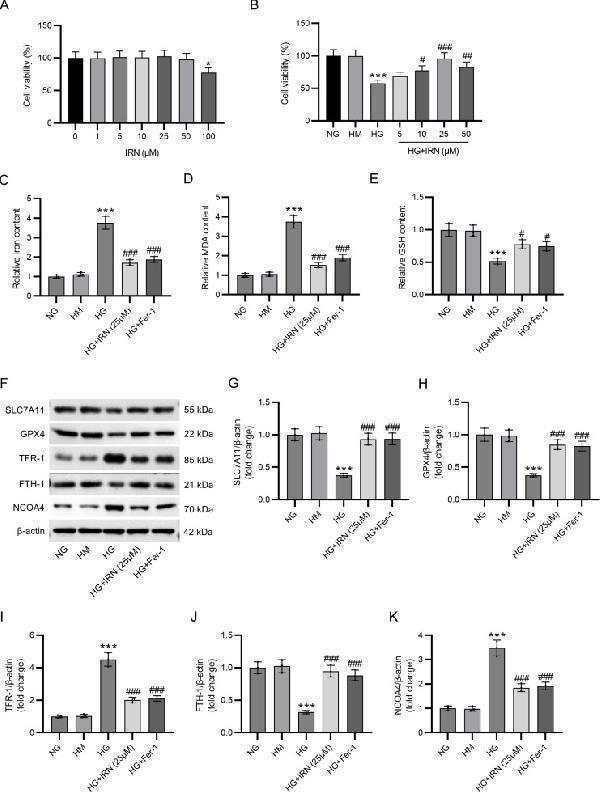 IRN curbs HG-induced HK-2 cell injury and ferroptosis