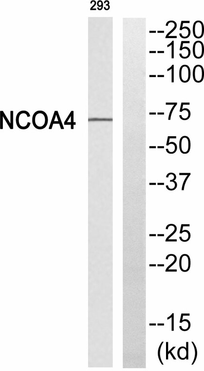 Western blot analysis of NCOA4 Antibody