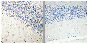 Immunohistochemical analysis of paraffin-embedded Human brain