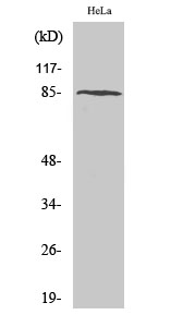 Western Blot analysis of various cells using PFKM Polyclonal Antibody