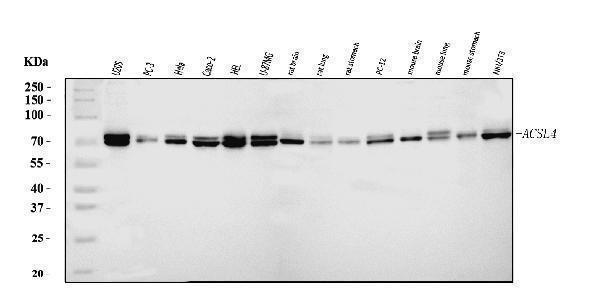  Western blot analysis of FACL4/ACSL4 using anti-FACL4/ACSL4 antibody (A04372-3)