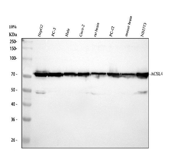 a04372 3 acsl4 primary antibodies wb testing 1_1