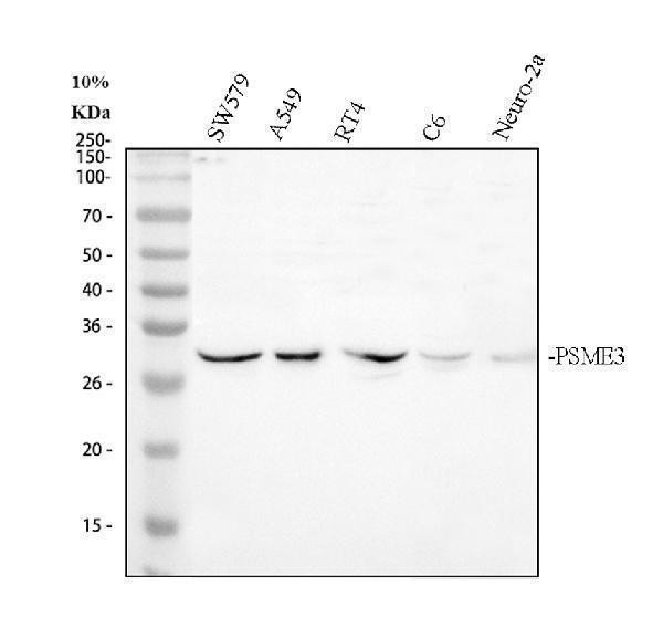 Western blot analysis of PSME3 using anti-PSME3 antibody (A04375-1)