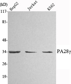 a04375 psme3 primary antibodies wb testing 1