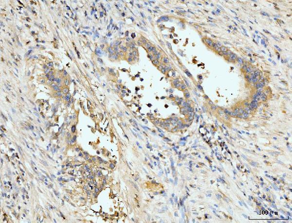  IHC analysis of PDLIM7 using anti-PDLIM7 antibody (A04377-1)