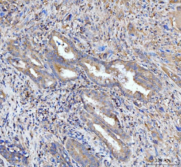  IHC analysis of PDLIM7 using anti-PDLIM7 antibody (A04377-1)